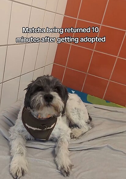Matcha foi devolvida ao abrigo após 10 minutos de adoção.
