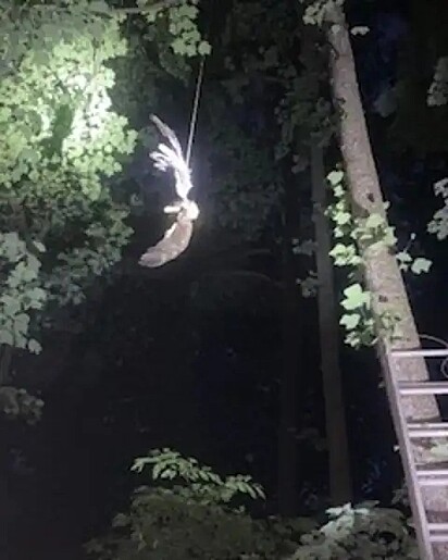 A águia ficou pendurada pela asa em uma árvore. 