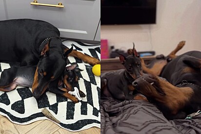 Leon, um cão doberman de 4 anos e Leia, uma pinscher miniatura de 10 meses.
