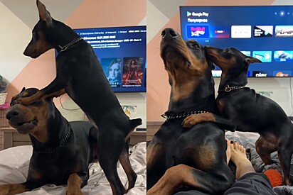 ‘Edição normal e de bolso’: Pinscher aparece brincando com doberman e internautas vão à loucura com semelhança entre as raças.
