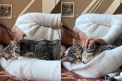 Na primeira semana de adoção, mulher registra cena doce com suas duas novas gatas