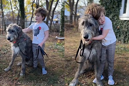 Cão gigante percebe quando garotinho está triste e relato de criança emociona.