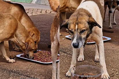 Além de alimentar os cães de rua, o projeto promove ações de castração e feirinhas de adoção.