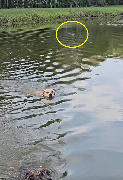 Os cães nadavam em um lago sem saber que um jacaré também estava lá.
