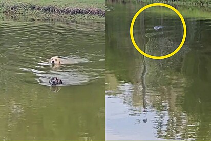 Mulher deixa dois cachorros nadarem em lago e só depois percebe que eles corriam grande perigo.