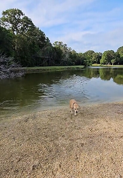 Felizmente, os cães conseguiram sair do lago a tempo, antes que o pior acontecesse.