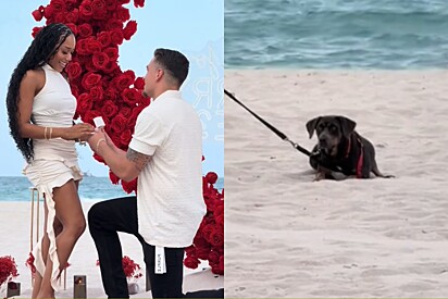Homem planejava pedido de casamento luxuoso em praia - até que apareceu um cachorro aleatório.