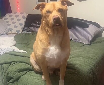 Cubby é um cachorrinho muito simpático.