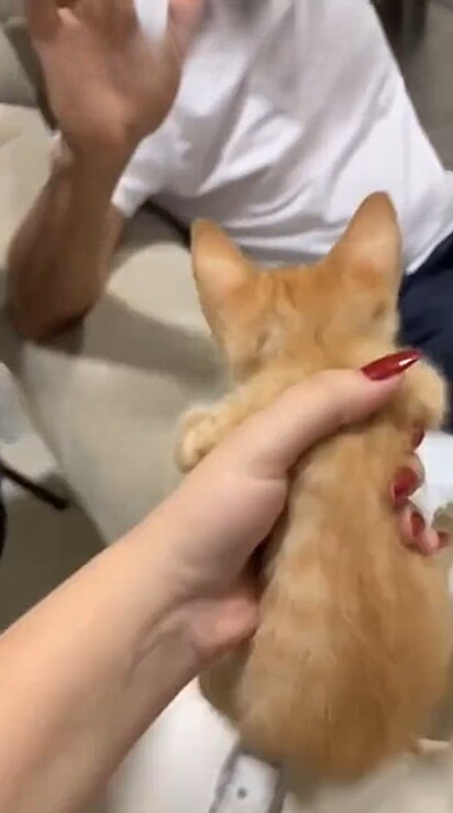 A usuária do TikTok @moncefmanu compartilhou a reação do seu pai sobre a adoção de um filhote.