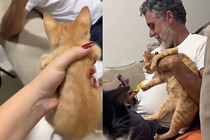 Pai fica furioso após filha trazer um filhote de gato para casa - meses depois, veja o que virou a família.