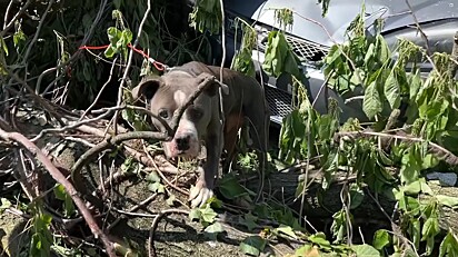 Felizmente a canina foi encontrada e resgatada por uma equipe de resgate da ONG Stray Rescue of St. Louis.