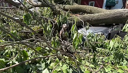Uma cachorrinha foi encontrada em meio dos escombros de uma casa destruída.