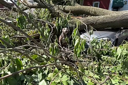 Equipe de resgate passa por região atingida por tornado e encontra um rosto lindo pedindo ajuda.