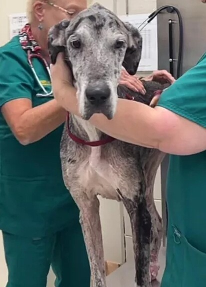Stella foi resgatada em péssimas condições.