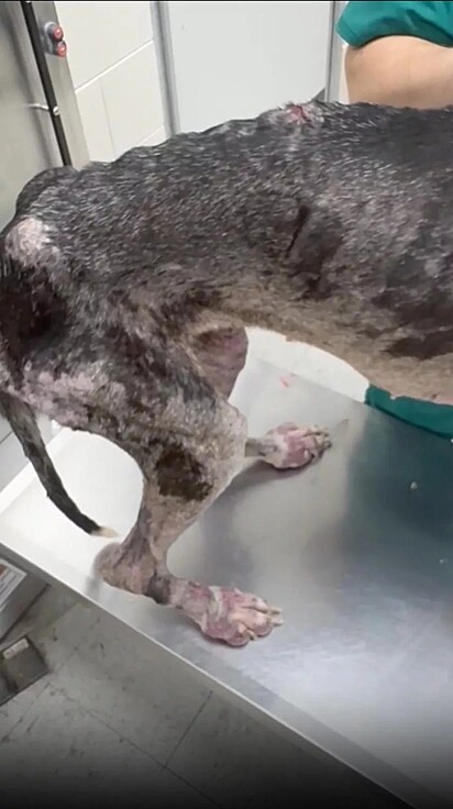 Stella estava muito abaixo do peso ideal para a sua raça.