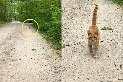 O gatinho laranja correu na direção dela.