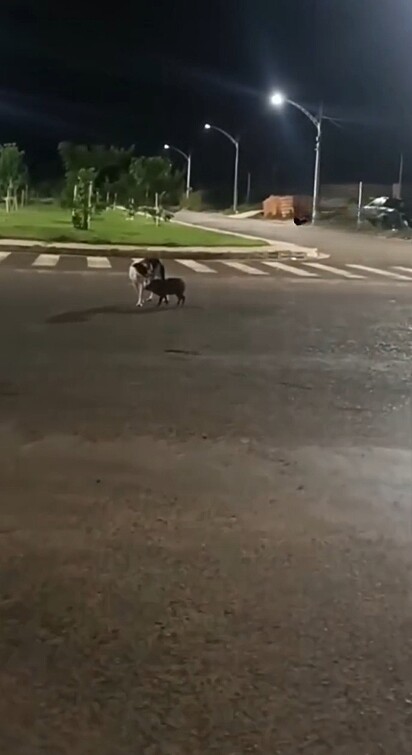 Uma cena incomum chamou a atenção de moradores de Querência, no interior do Mato Grosso.