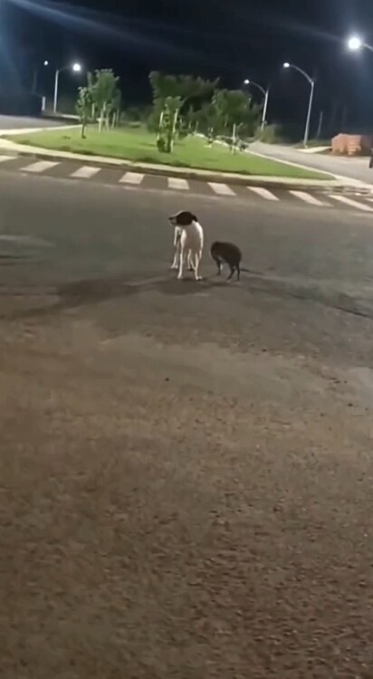 Uma cadela foi flagrada caminhando tranquilamente ao lado de um porquinho-do-mato.