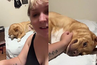A tutora não sabia dessa capacidade do animal.