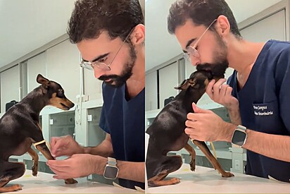 Apaixonado pela profissão, veterinário consegue deixar pinscher calmo durante atendimento.