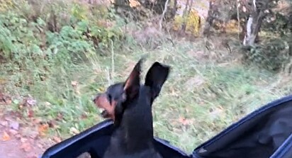 Um cãozinho da raça Dachshund chamou a atenção pela reação ao passear.
