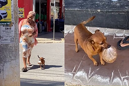 Conheça Toquinho, o vira-lata caramelo que acompanha a tutora até o supermercado só para carregar sua ração.