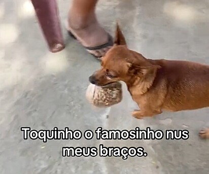 Toquinho é um cachorro muito independente.