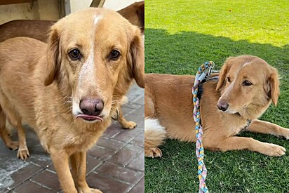Uma mulher que alimentou a cachorrinha de longe está interessada em adotá-la.