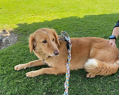 A cachorrinha foi encontrada em alto mar.