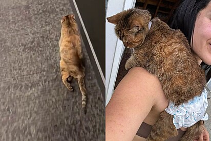 A rapidez da felina sempre impressiona os internautas.