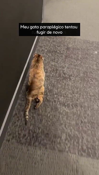 Toffee é muito rápida para quem só não consegue movimentar as pernas traseiras.