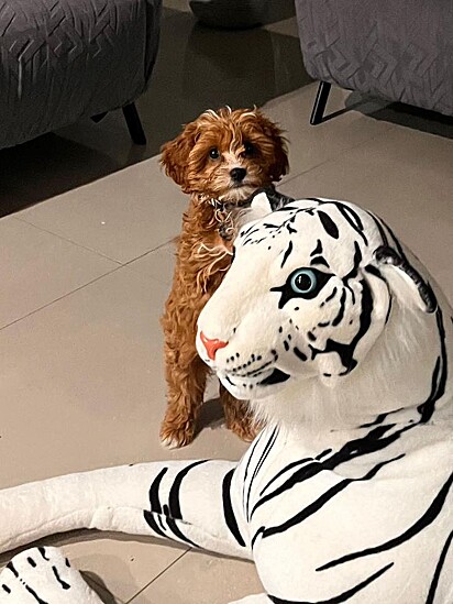 Segundo uma internauta, o cachorro ferido foi capturado por um leão.