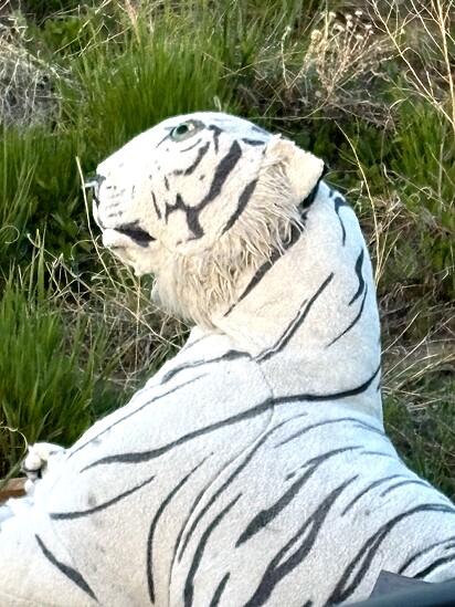 O cachorro era um tigre de pelúcia