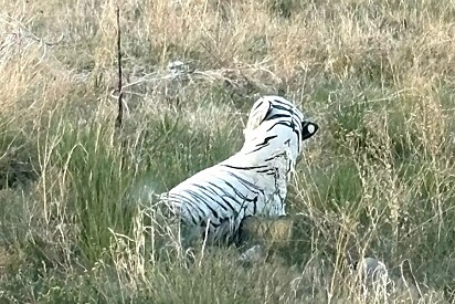 Socorrista atende pedido urgente para resgatar cachorro ferido, mas chegando ao local encontra um tigre.