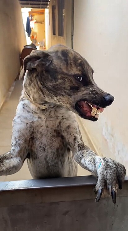 A reação do cão viralizou nas redes sociais.