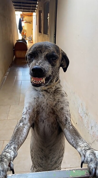 Com as patinhas apoiadas, o cão largou um sorrisão encantador.