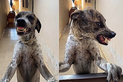 Conheça Spike, cachorrinho vira-lata que ficou famoso por ter o sorriso mais simpático da internet.