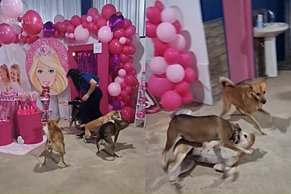 Festa da Barbie termina em briga protagonizada pelo vira-lata caramelo e sua turma.