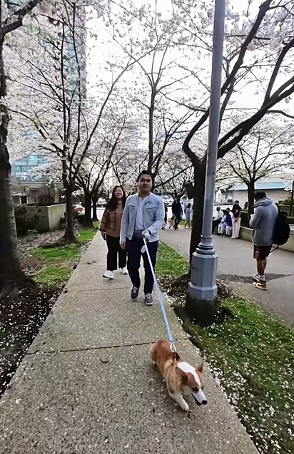 Justin avistou um casal vindo na direção oposta acompanhado da pequena corgi.