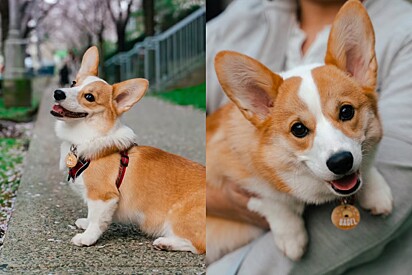 Bagel pertence à raça Pembroke Welsh Corgi.