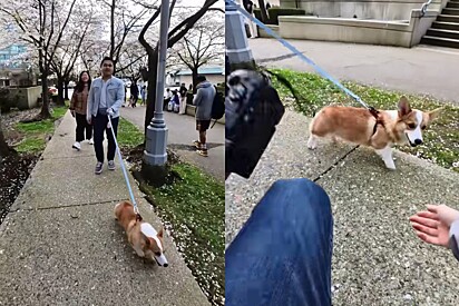 O vídeo mais feliz de toda a internet: Fotógrafo aborda cachorro corgi na rua, pede registros e pet esbanja em simpatia.
