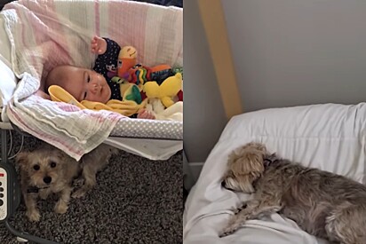 Sem entender falecimento, cachorrinha ainda espera que sua amada ‘mini humana’ volte para casa.