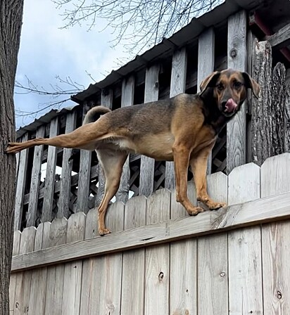 A cachorrinha Nola adora escalar o muro de casa.