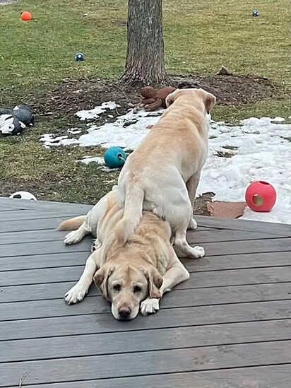 Buttercup e Peanut, duas labradoras. 