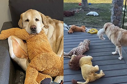 Determinada, cachorrinha leva toda sua coleção de bichos de pelúcia para fora de casa todos os dias.