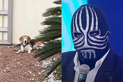 Cachorro incorpora o Mister M e dá susto em tutor sem querer.