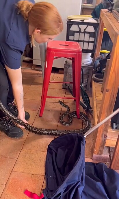 A píton-tapete (Morelia spilota) é uma espécie não venenosa, relativamente comum em áreas urbanas e rurais da Austrália.