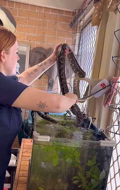 Ele procurou ajuda profissional e acionou a equipe do Sunshine Coast Snake Catchers.
