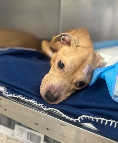 Felizmente ela foi encontrada e resgatada pela equipe do PSPCA.