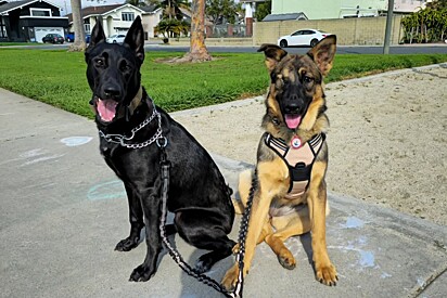 A irmã da canina cega também foi resgatada e hoje elas vivem juntas.